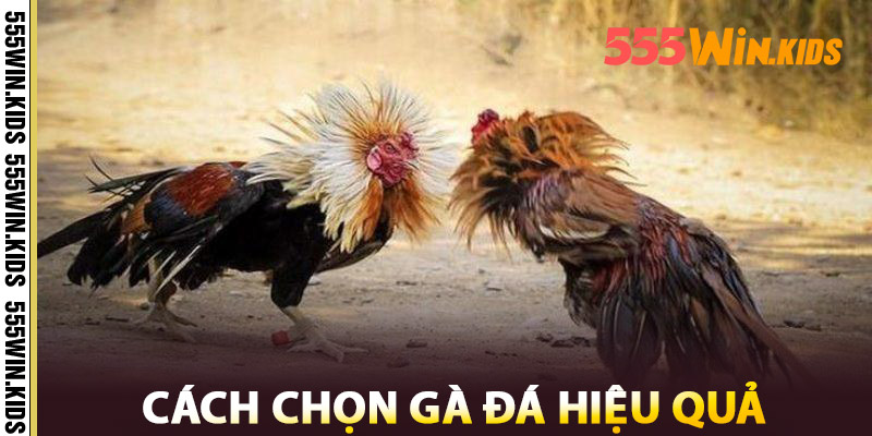 Cách Chọn Gà Đá Hiệu Quả